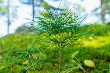 Young sprout of pine in the forest close-up in a forest glade