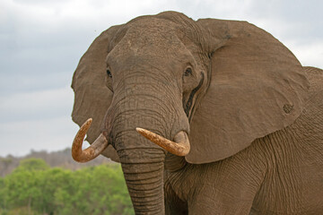 Naklejka na ściany i meble African Elephant Bull with large tusks in musth in Kruger National Park in South Africa RSA