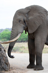 African Elephant Bull in musth in Kruger National Park in South Africa RSA