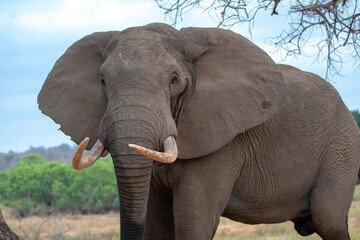 Fototapeta na wymiar African Elephant Bull with hole in ear in musth in Kruger National Park in South Africa RSA