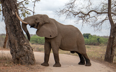 African Elephant Bull in musth pushing against tree in Kruger National Park in South Africa RSA