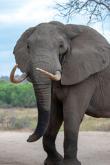Fototapeta premium African Elephant Bull tusker in musth in Kruger National Park in South Africa RSA