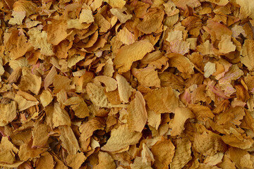 Background of dried petals of yellow or tea roses. Dry yellow leaves backdrop vintage floral texture