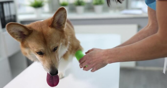 Veterinarian doctor bandages sore paw of dog