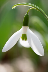 スノードロップ