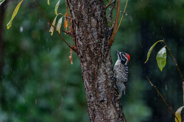 woodpecker perched on a tree on a rainy day