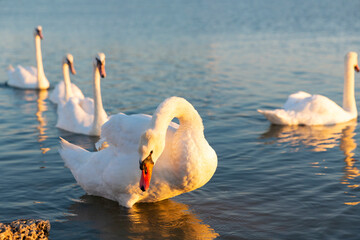 Group of white swans in the lake.