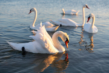 Group of white swans float in the lake.