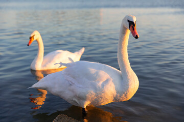 White swan couple in the lake.