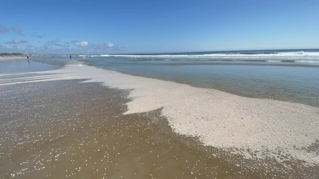 The footage of the washed-up clams on the beach. Ogunquit, Maine.