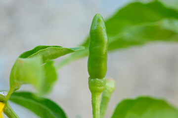 small fesh green chillies