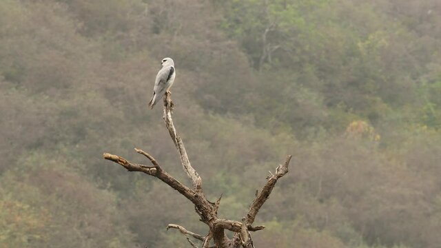 full shot of black winged shouldered kite or elanus caeruleus bird or small raptor and hunter perched high on tree trunk during winter migration with zoom in effect at forest of central india