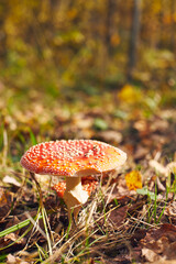 Autumn forest with mushrooms Amanita with a red top. Fly agaric. Front view.