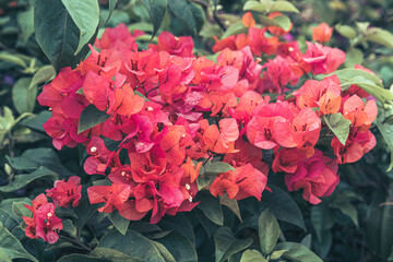 Obraz premium Bougainvillea flowers in full bloom with a mix of vibrant colors. Close-up of red and pink bougainvillea flowers against greenery. Bright bougainvillea blooms in garden with colorful petals