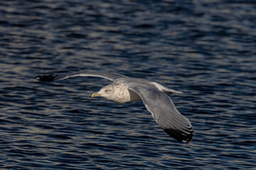 The American herring gull or Smithsonian gull (Larus smithsonianus or Larus argentatus smithsonianus) in flight
