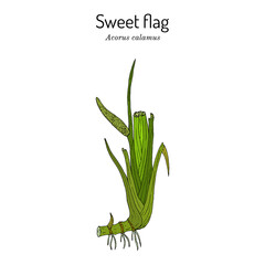 Acorus calamus or sweet flag medicinal herb