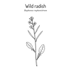 Wild radish Raphanus raphanistrum , medicinal plant