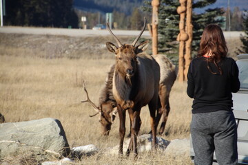 Elk Close Too People, Jasper National Park, Alberta