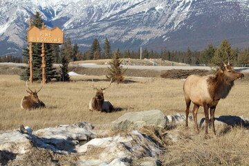 Naklejka premium elk in the mountains, Jasper National Park, Alberta