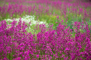 Fototapeta premium Nature summer background with pink flowers in the meadow at sunny day