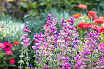 Group of Beautiful violet salvia viridis flowers with green leaves on the flower bed in a garden in autumn