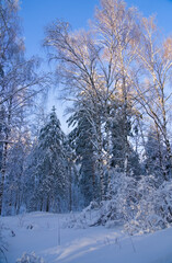 Winter landscape with snow-covered trees in the forest. Pine and spruce trees drowning in snow. Winter fairy tale. A frosty day in a snowy forest