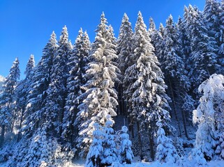 christmas tale. beautiful winter forest. winter on a cold snowy day. synevir national park. ukraine
