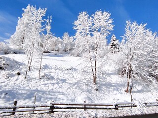beautiful winter landscape. trees in the snow. winter in countryside on a cold snowy day. synevyr. ukraine