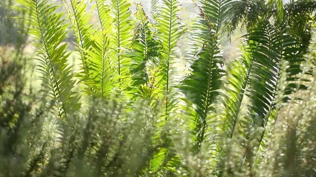 Cycad fern leaves in forest, California USA. Green fresh juicy natural botanical leafage. Encephalartos or zamiaceae dioon palm lush foliage. Tropical jungle rainforest woods atmosphere garden design.