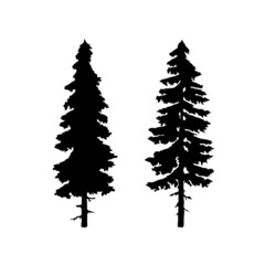 Obraz premium two pine trees