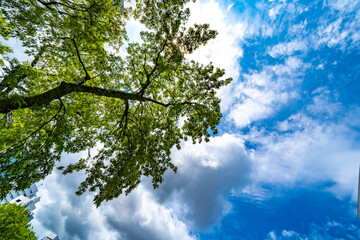 木と空と雲