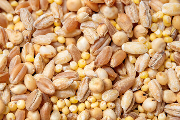 Assortment of mixed grain kernels and seeds, top view. Macro of dried hard wheat kernels, sorghum grain, millets and pearled barley. Multigrain background texture or cereal backdrop. Selective focus.