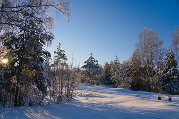 Winter forest. Snow drifts in the forest. A frosty sunny day in nature. Winter landscape with snow-covered forest