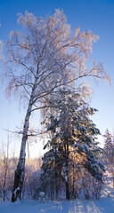 Spruce and birch in a snowy forest. Winter forest landscape with pine and birch standing alone. Snow drifts in the forest