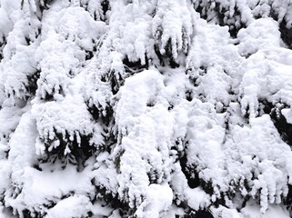 Fototapeta na wymiar beautiful snowy background on christmas tree