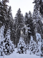 small christmas trees in snow against the background of huge fir trees. winter in forest