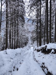 beautiful winter landscape. winter forest in the snow