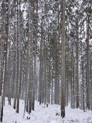 Fototapeta premium beautiful winter coniferous forest. fir trees covered with snow
