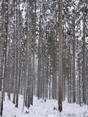 beautiful winter coniferous forest. fir trees covered with snow