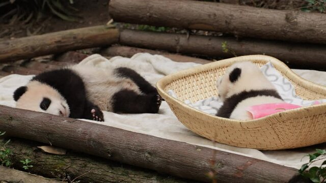 adorable lovely baby panda sleeping in the bamboo basket outdoor in the Chengdu panda base