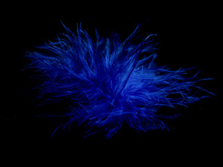 blue feather on dark background