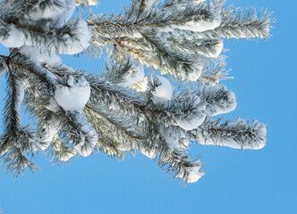 spruce branches in the snow against the blue sky