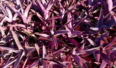 purple leaves of flowers in the garden