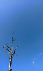 big tree with sky background