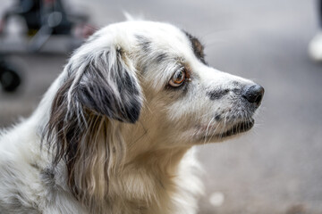 A cute black and white crossbreed dog