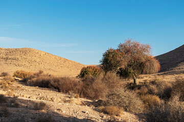 Atlantic pistachio Pistacia atlantica trees surrounded by other desert vegetation in the Wadi Lotz oasis in the Negev in Israel with barren hills and a brilliant blue sky in the background