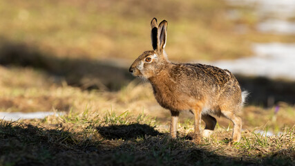 Naklejka na ściany i meble Alert brown hare, lepus europaeus, standing on meadow in spring sunlight. Long-eared animal looking on melting snow in sunshine. Wild rabbit watching on glade.