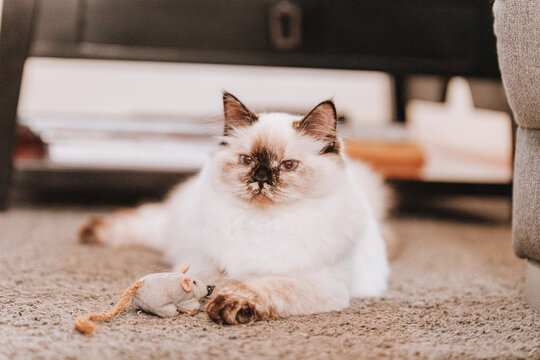 Heilige Birma Katze Katzenbabys