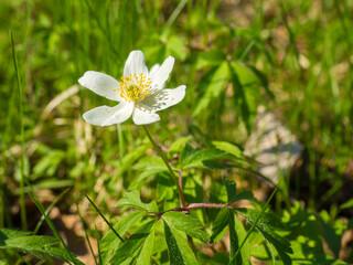 Anemone Asherah, Wood anemone, Anemone nemorosa in spring, lovely white flowers, white curtain fresh flowers. Great spring. May of youth. Spring forest landscape with fresh windflowers outdoors.