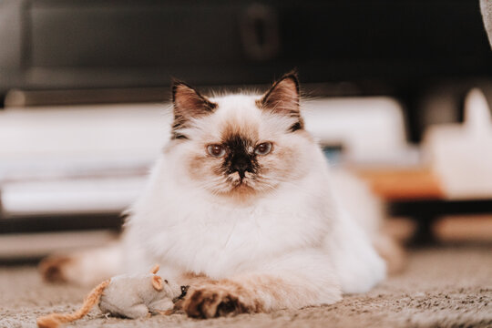 Heilige Birma Katze Katzenbabys